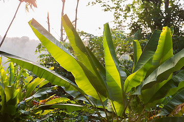 Image showing green palm tree leaves outdoors