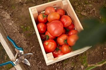 Image showing red tomatoes in wooden box at summer garden