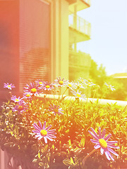 Image showing Sunny balcony with blooming daisies