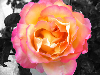 Image showing Rose