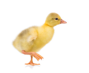 Image showing Cute little gosling