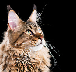 Image showing Portrait of Maine Coon cat