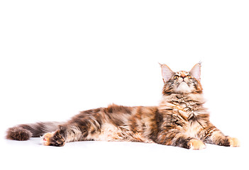 Image showing Maine Coon kitten