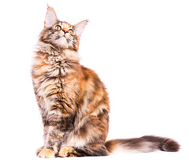 Image showing Maine Coon kitten