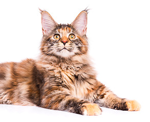 Image showing Maine Coon kitten