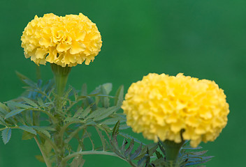 Image showing Calendula plant in the garden