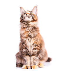 Image showing Maine Coon kitten