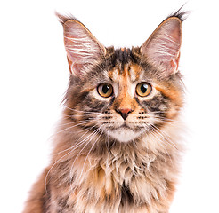 Image showing Portrait of Maine Coon kitten