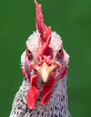 Image showing Head white hen on green 