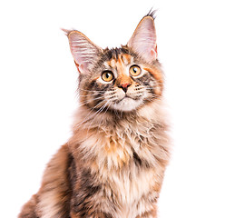 Image showing Portrait of Maine Coon kitten