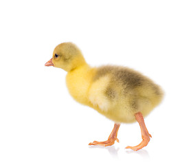 Image showing Cute little gosling