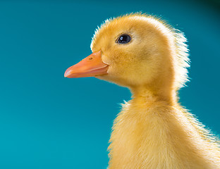 Image showing Cute little newborn duckling