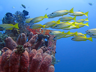 Image showing Thriving coral reef alive with marine life and fish, Bali