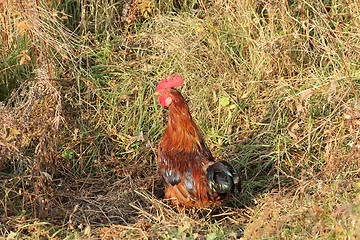 Image showing Beautiful rooster in green grass with a red crest.