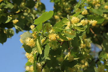 Image showing Linden tree in bloom, against a green leave