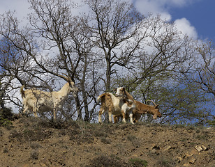 Image showing Herd of mountain goats on the slopes in the bushes