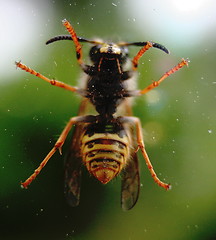 Image showing Knocking on the window