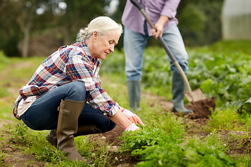 Image showing senior couple working in garden or at summer farm