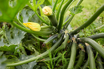 Image showing squashes at summer garden bed