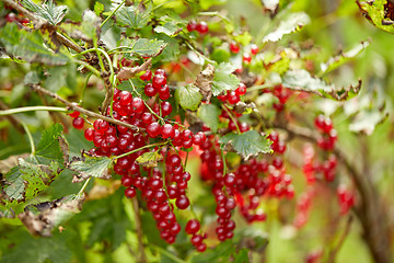 Image showing red currant bush at summer garden branch