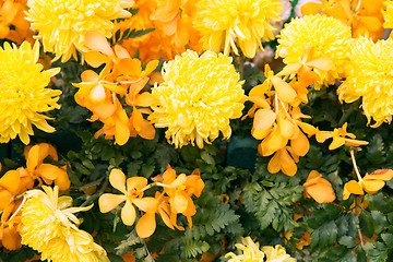 Image showing beautiful yellow chrysanthemums and orchid flowers