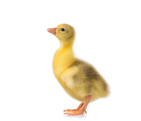 Image showing Cute little gosling