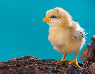 Image showing Cute newborn chicken