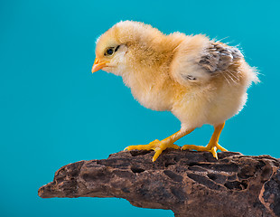 Image showing Cute newborn chicken