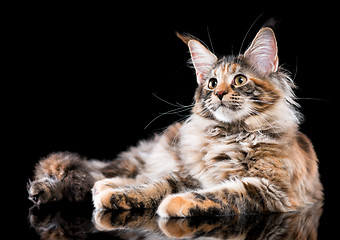 Image showing Portrait of Maine Coon cat