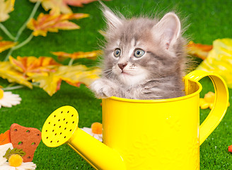 Image showing Cute gray kitten