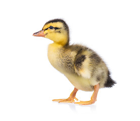 Image showing Cute little duckling