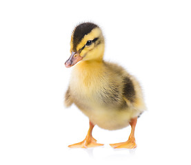 Image showing Cute little duckling