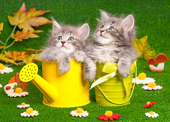 Image showing Cute gray kittens