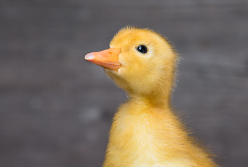 Image showing Cute newborn duckling