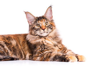 Image showing Portrait of Maine Coon cat