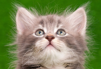 Image showing Cute gray kitten