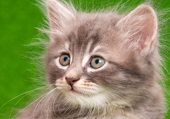 Image showing Cute gray kitten