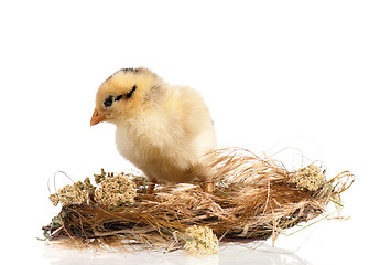 Image showing Newborn chicken in nest