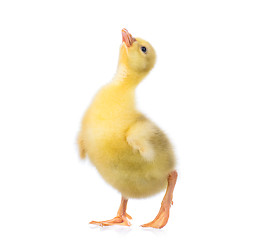 Image showing Cute little gosling