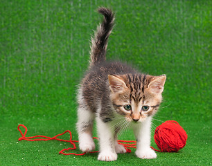 Image showing Kitten playing red clew thread