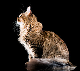 Image showing Portrait of Maine Coon cat