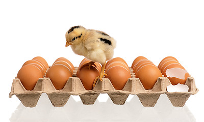 Image showing One little chicken with eggs