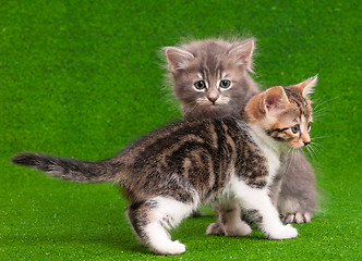 Image showing Two nice kittens