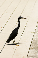 Image showing Heron