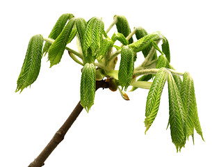 Image showing Spring twigs of horse chestnut tree (Aesculus hippocastanum) wit