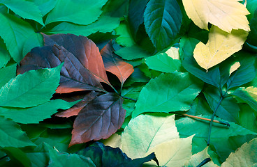 Image showing Background of multicolor autumn virginia creeper leaves