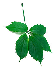 Image showing Green virginia creeper leaf 