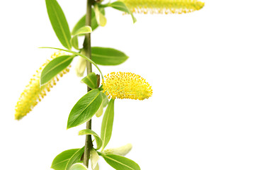 Image showing Spring twigs of willow with young green leaves and yellow catkin