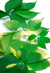 Image showing Background of green leafs (Virginia creeper leaves)