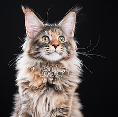 Image showing Portrait of Maine Coon cat